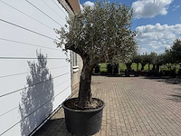 Olijfboom old trunk - olea europaea - ca. 75 jaar oud - hoogte ca. 260 cm - afbeelding 5 van  8