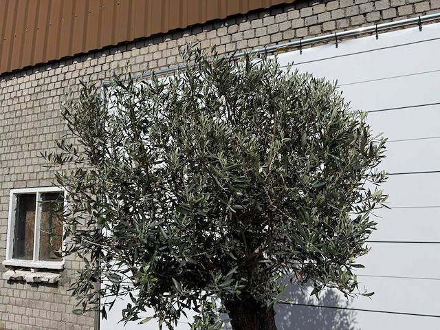 Olijfboom old trunk - olea europaea - ca. 75 jaar oud - hoogte ca. 260 cm - afbeelding 7 van  8