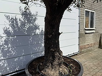 Olijfboom old trunk - olea europaea - ca. 75 jaar oud - hoogte ca. 260 cm - afbeelding 8 van  8