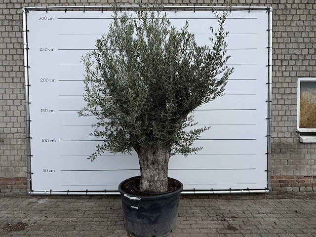 Olijfboom old trunk - olea europaea - ca. 75 jaar oud - hoogte ca. 260 cm - afbeelding 1 van  8