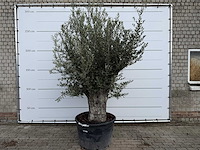 Olijfboom old trunk - olea europaea - ca. 75 jaar oud - hoogte ca. 260 cm - afbeelding 1 van  8