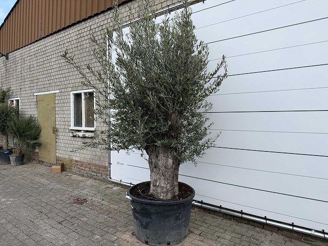 Olijfboom old trunk - olea europaea - ca. 75 jaar oud - hoogte ca. 260 cm - afbeelding 2 van  8