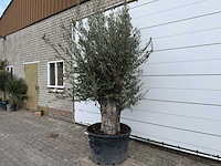 Olijfboom old trunk - olea europaea - ca. 75 jaar oud - hoogte ca. 260 cm - afbeelding 2 van  8