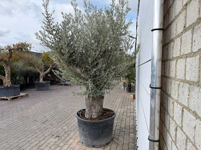 Olijfboom old trunk - olea europaea - ca. 75 jaar oud - hoogte ca. 260 cm - afbeelding 7 van  8