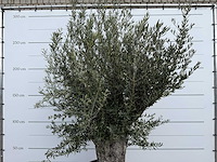 Olijfboom old trunk - olea europaea - ca. 75 jaar oud - hoogte ca. 260 cm - afbeelding 8 van  8