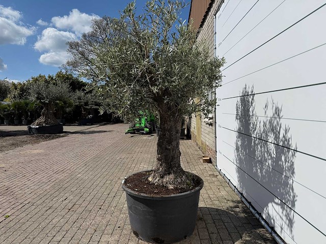 Olijfboom old trunk - olea europaea - ca. 75 jaar oud - hoogte ca. 260 cm - afbeelding 1 van  3