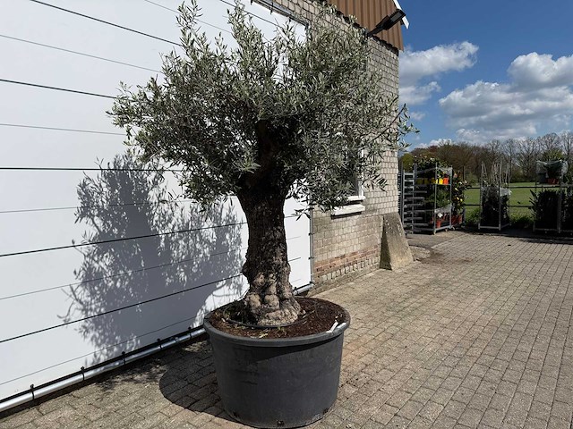 Olijfboom old trunk - olea europaea - ca. 75 jaar oud - hoogte ca. 260 cm - afbeelding 2 van  3