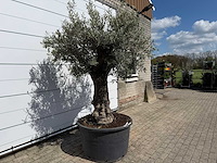 Olijfboom old trunk - olea europaea - ca. 75 jaar oud - hoogte ca. 260 cm - afbeelding 2 van  3