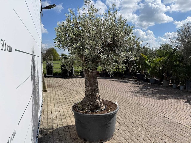 Olijfboom old trunk - olea europaea - ca. 75 jaar oud - hoogte ca. 260 cm - afbeelding 3 van  3