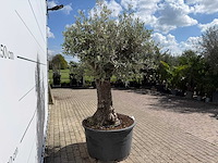 Olijfboom old trunk - olea europaea - ca. 75 jaar oud - hoogte ca. 260 cm - afbeelding 3 van  3