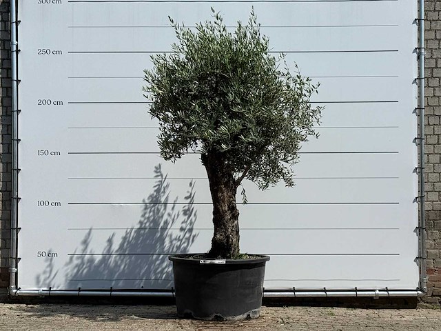 Olijfboom old trunk - olea europaea - ca. 75 jaar oud - hoogte ca. 260 cm - afbeelding 1 van  5