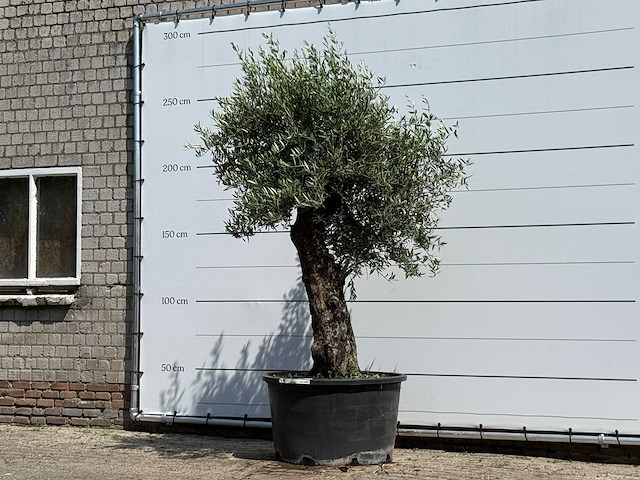 Olijfboom old trunk - olea europaea - ca. 75 jaar oud - hoogte ca. 260 cm - afbeelding 2 van  5