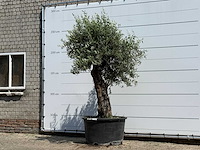 Olijfboom old trunk - olea europaea - ca. 75 jaar oud - hoogte ca. 260 cm - afbeelding 2 van  5