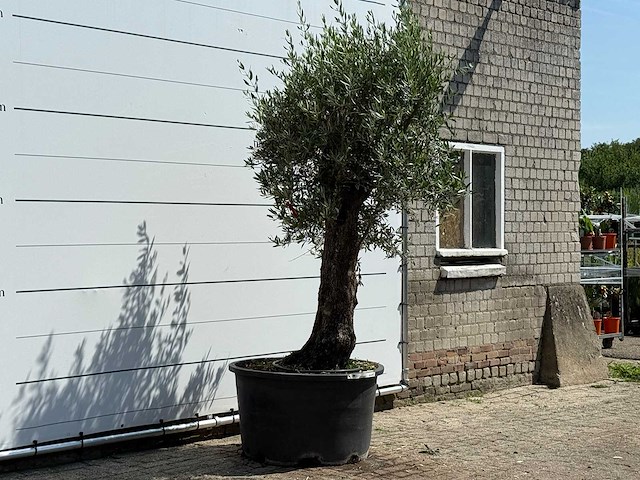 Olijfboom old trunk - olea europaea - ca. 75 jaar oud - hoogte ca. 260 cm - afbeelding 3 van  5