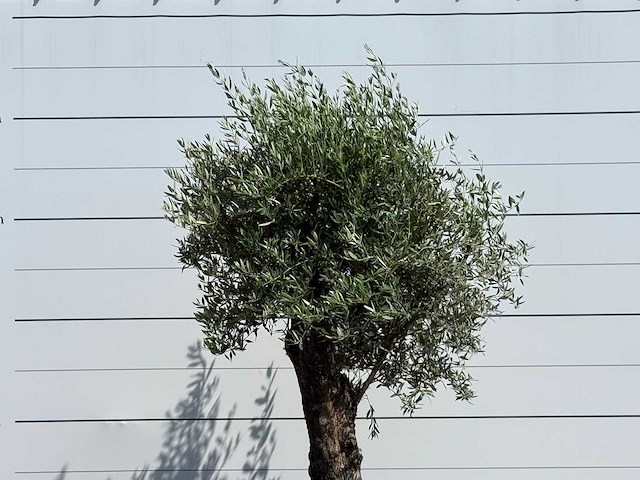 Olijfboom old trunk - olea europaea - ca. 75 jaar oud - hoogte ca. 260 cm - afbeelding 4 van  5