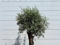 Olijfboom old trunk - olea europaea - ca. 75 jaar oud - hoogte ca. 260 cm - afbeelding 4 van  5