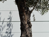 Olijfboom old trunk - olea europaea - ca. 75 jaar oud - hoogte ca. 260 cm - afbeelding 5 van  5