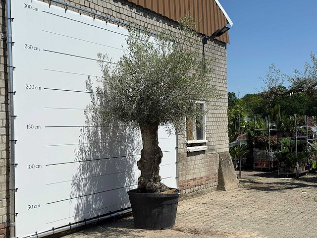 Olijfboom old trunk - olea europaea - ca. 75 jaar oud - hoogte ca. 270 cm - afbeelding 1 van  2