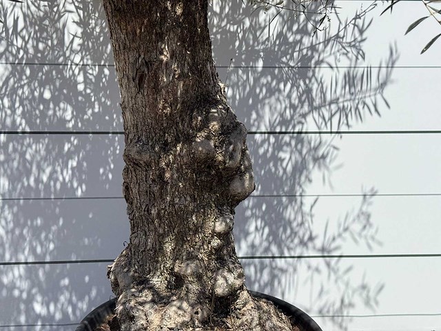 Olijfboom old trunk - olea europaea - ca. 75 jaar oud - hoogte ca. 270 cm - afbeelding 2 van  2