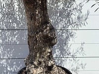 Olijfboom old trunk - olea europaea - ca. 75 jaar oud - hoogte ca. 270 cm - afbeelding 2 van  2