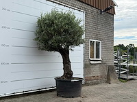Olijfboom old trunk - olea europaea - ca. 75 jaar oud - hoogte ca. 270 cm - afbeelding 1 van  1