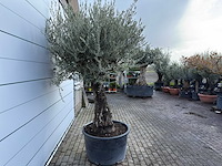 Olijfboom old trunk - olea europaea - ca. 75 jaar oud - hoogte ca. 280 cm