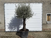 Olijfboom old trunk - olea europaea - ca. 75 jaar oud - hoogte ca. 280 cm
