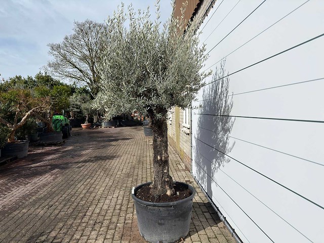 Olijfboom old trunk - olea europaea - ca. 75 jaar oud - hoogte ca. 280 cm - afbeelding 3 van  9