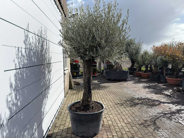 Olijfboom old trunk - olea europaea - ca. 75 jaar oud - hoogte ca. 280 cm - afbeelding 6 van  9