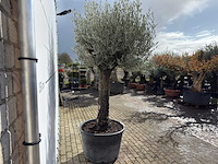 Olijfboom old trunk - olea europaea - ca. 75 jaar oud - hoogte ca. 280 cm - afbeelding 7 van  9