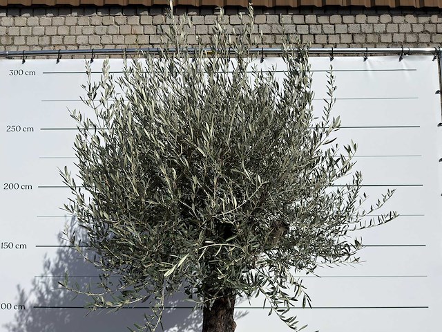 Olijfboom old trunk - olea europaea - ca. 75 jaar oud - hoogte ca. 280 cm - afbeelding 9 van  9
