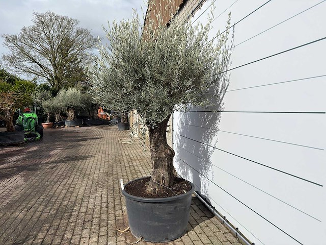 Olijfboom old trunk - olea europaea - ca. 75 jaar oud - hoogte ca. 280 cm - afbeelding 1 van  7
