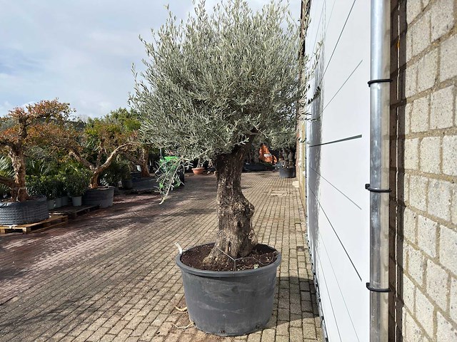 Olijfboom old trunk - olea europaea - ca. 75 jaar oud - hoogte ca. 280 cm - afbeelding 2 van  7
