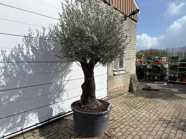 Olijfboom old trunk - olea europaea - ca. 75 jaar oud - hoogte ca. 280 cm - afbeelding 3 van  7