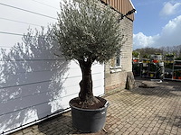 Olijfboom old trunk - olea europaea - ca. 75 jaar oud - hoogte ca. 280 cm - afbeelding 3 van  7