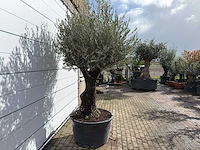Olijfboom old trunk - olea europaea - ca. 75 jaar oud - hoogte ca. 280 cm - afbeelding 4 van  7