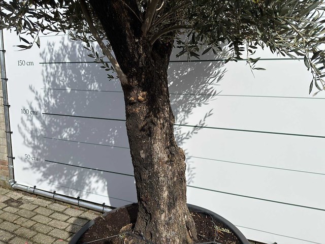 Olijfboom old trunk - olea europaea - ca. 75 jaar oud - hoogte ca. 280 cm - afbeelding 6 van  7