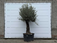 Olijfboom old trunk - olea europaea - ca. 75 jaar oud - hoogte ca. 280 cm - afbeelding 1 van  5