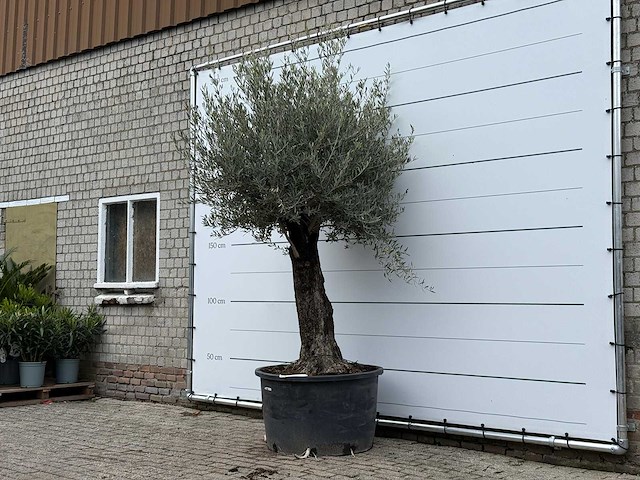 Olijfboom old trunk - olea europaea - ca. 75 jaar oud - hoogte ca. 280 cm - afbeelding 2 van  5