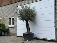 Olijfboom old trunk - olea europaea - ca. 75 jaar oud - hoogte ca. 280 cm - afbeelding 2 van  5