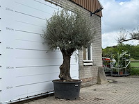 Olijfboom old trunk - olea europaea - ca. 75 jaar oud - hoogte ca. 280 cm - afbeelding 3 van  5