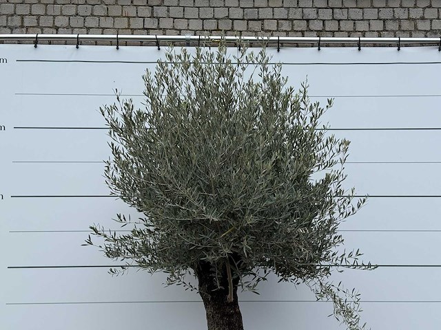 Olijfboom old trunk - olea europaea - ca. 75 jaar oud - hoogte ca. 280 cm - afbeelding 4 van  5