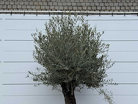 Olijfboom old trunk - olea europaea - ca. 75 jaar oud - hoogte ca. 280 cm - afbeelding 4 van  5