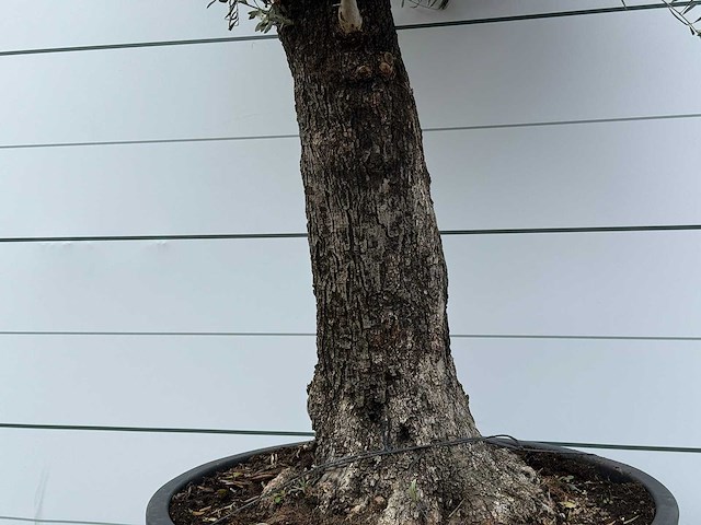 Olijfboom old trunk - olea europaea - ca. 75 jaar oud - hoogte ca. 280 cm - afbeelding 5 van  5