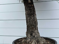Olijfboom old trunk - olea europaea - ca. 75 jaar oud - hoogte ca. 280 cm - afbeelding 5 van  5