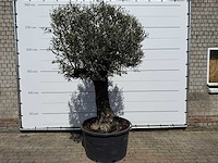 Olijfboom old trunk - olea europaea - ca. 75 jaar oud - hoogte ca. 280 cm - afbeelding 5 van  8