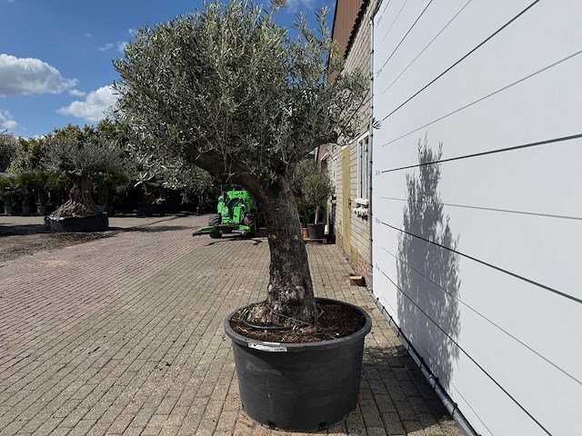 Olijfboom old trunk - olea europaea - ca. 75 jaar oud - hoogte ca. 280 cm - afbeelding 2 van  8