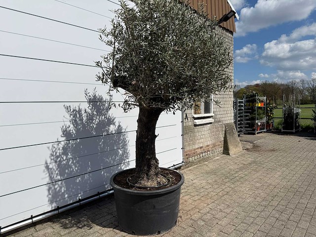 Olijfboom old trunk - olea europaea - ca. 75 jaar oud - hoogte ca. 280 cm - afbeelding 3 van  8