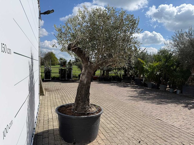 Olijfboom old trunk - olea europaea - ca. 75 jaar oud - hoogte ca. 280 cm - afbeelding 8 van  8