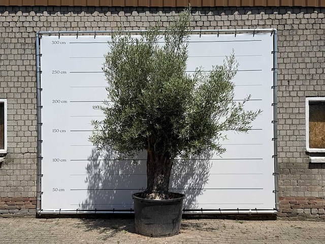 Olijfboom old trunk - olea europaea - ca. 75 jaar oud - hoogte ca. 280 cm - afbeelding 1 van  5